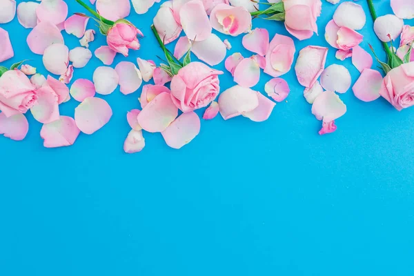 Floral pattern with pink roses and petals on blue background. Flat lay, Top view. Spring time composition