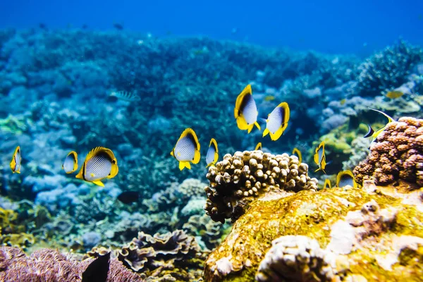 Tropikal Balıklar Mercan Resif Okyanus Içinde — Stok fotoğraf