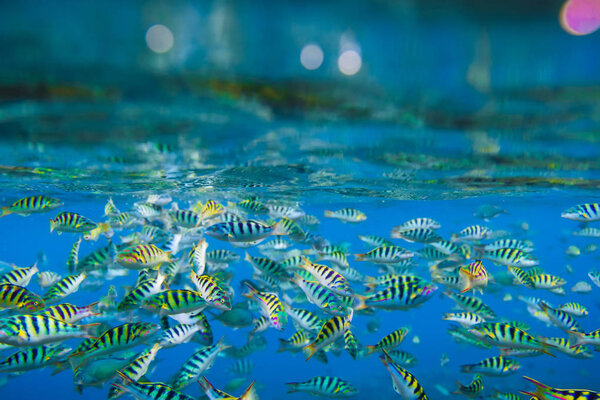 Tropical Fishes Ocean Close View Royalty Free Stock Photos