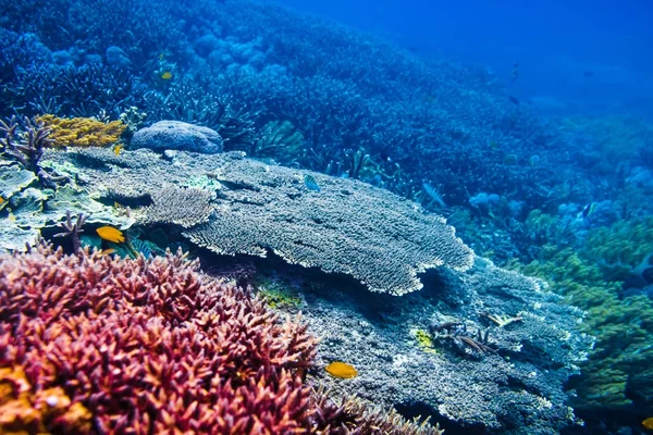 Poissons Tropicaux Récifs Coralliens Dans Océan — Photo