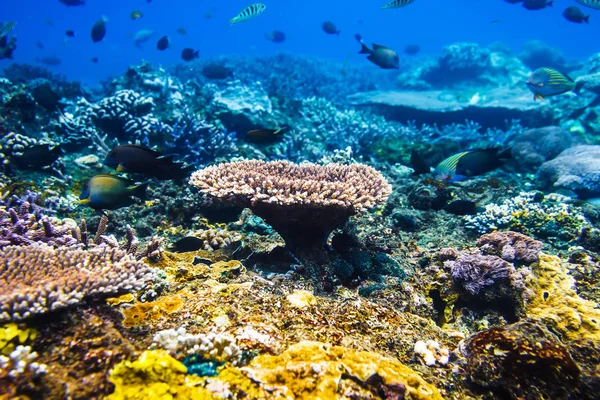 Tropikal Balıklar Mercan Resif Okyanus Içinde — Stok fotoğraf