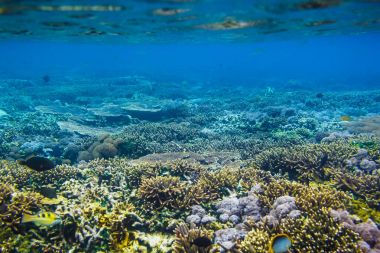 Tropikal balık ve mercan resif okyanus içinde.
