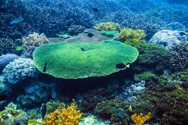 Peixes Tropicais Recifes Corais Oceano — Fotografia de Stock