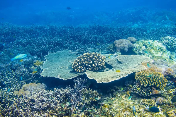Tropikal Mercan Resif Okyanus Içinde — Stok fotoğraf
