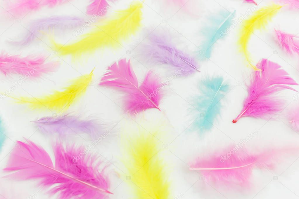 Bright colorful feathers on white background. Flat lay. Top view. Creative concept.