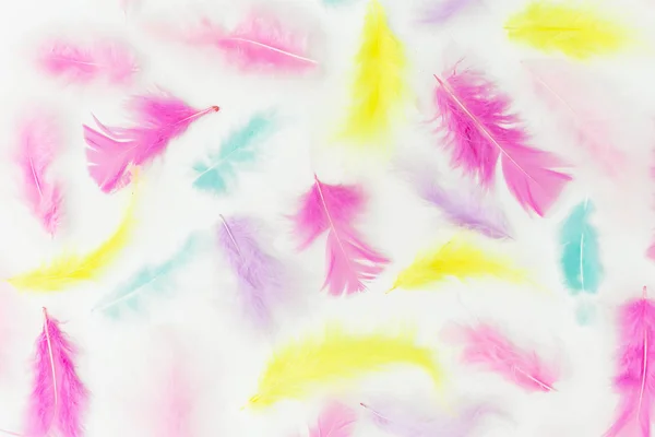 Bright Colorful Feathers White Background Flat Lay Top View Creative — Stock Photo, Image