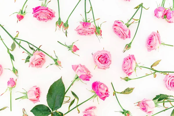Tiernas Flores Rosadas Sobre Fondo Blanco — Foto de Stock