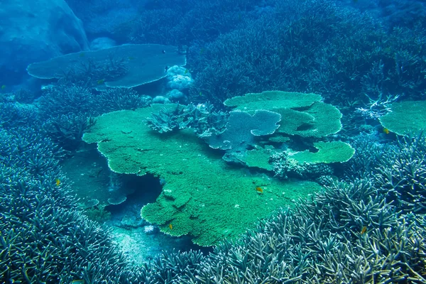 Tropical Corals Reef Ocean — Stock Photo, Image