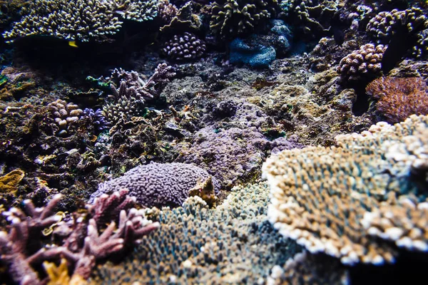 海で熱帯サンゴ礁 — ストック写真