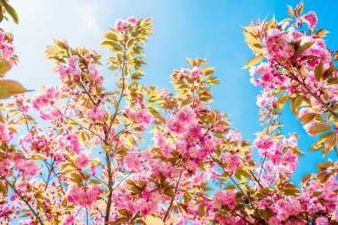 Mavi gökyüzü karşı çiçek açan sakura ağacı