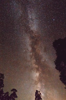 Samanyolu ve dağlarda bazı ağaçları ile gece manzarası