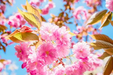 Mavi gökyüzü karşı çiçek açan sakura ağacı