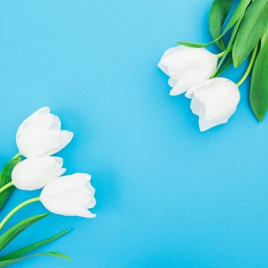 Çiçek kompozisyon Lale mavi arka plan ile. Düz yatıyordu, en iyi görünümü