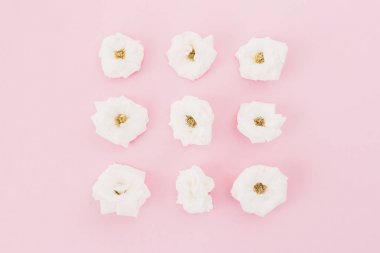 Pembe bir arka plan üzerinde beyaz çiçek çiçek çerçeve yaptı. Düz yatıyordu, en iyi görünüm. Sevgiliye arka plan