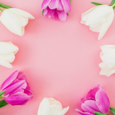 Pastel zemin üzerine lale ile çiçek kompozisyon. Düz yatıyordu, en iyi görünümü