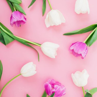 Pastel zemin üzerine lale ile çiçek kompozisyon. Düz yatıyordu, en iyi görünümü