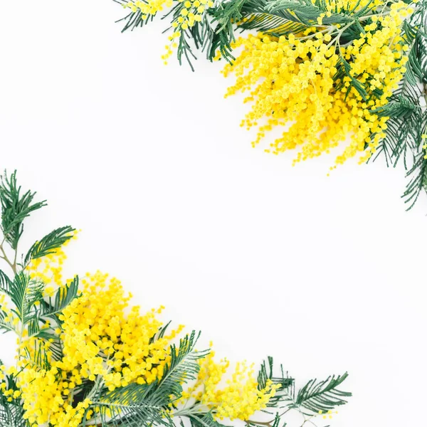 Mimosa Fiori Scabrella Sfondo Bianco — Foto Stock