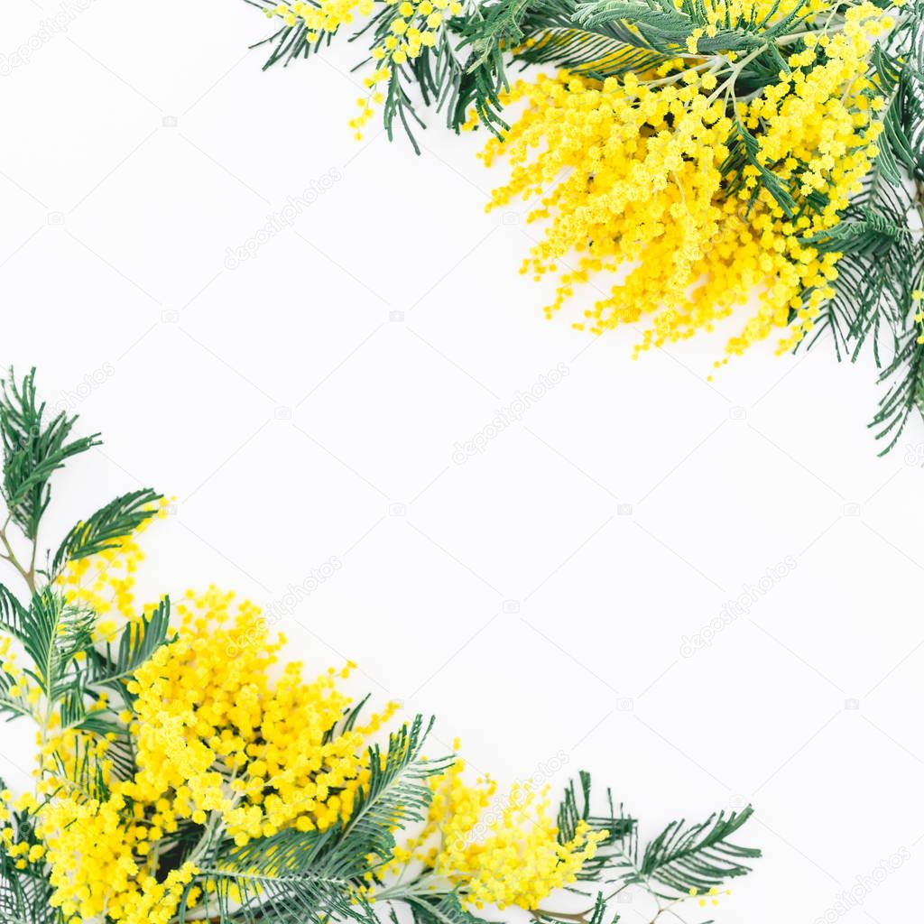 Mimosa scabrella flowers on white background