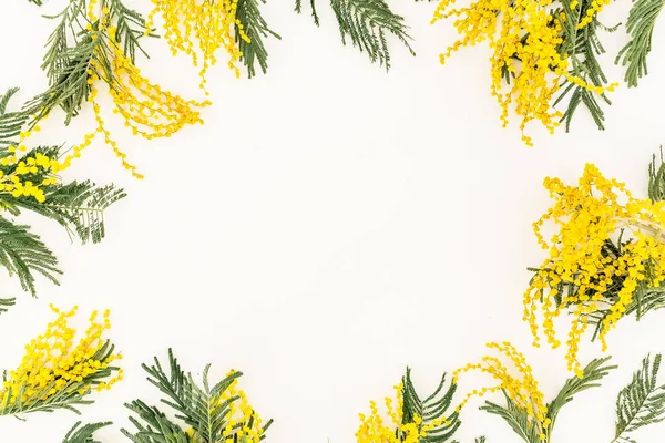 Mimoza Scabrella Çiçek Beyaz Arka Plan Üzerinde — Stok fotoğraf