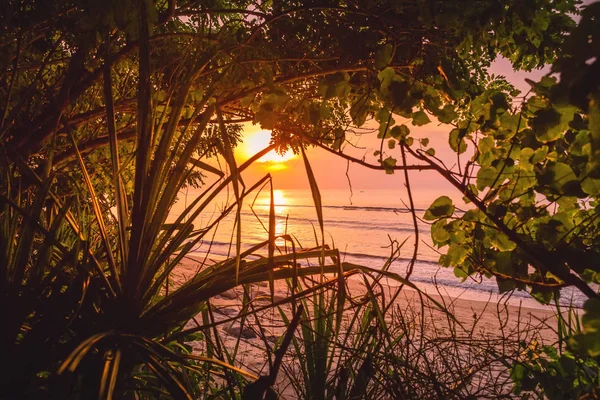 Vue Travers Les Branches Arbres Sur Plage Sable Coucher Soleil — Photo