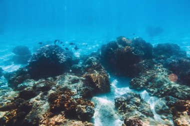 Mercanlar mavi su altında doğal görünümü