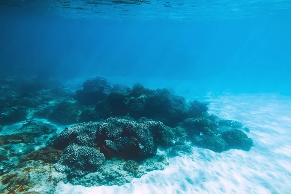 Vue Panoramique Des Coraux Sous Eau Bleue — Photo