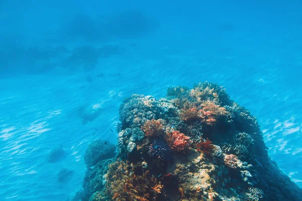 Schilderachtig Uitzicht Van Koralen Onder Blauw Water — Stockfoto