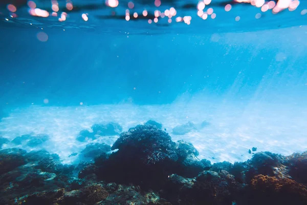 Vue Panoramique Des Coraux Sous Eau Bleue — Photo