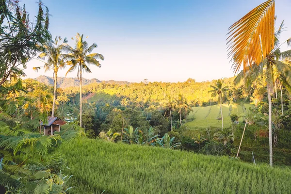 Photo Beau Paysage Avec Des Palmiers Herbe Verte Sur Fond — Photo