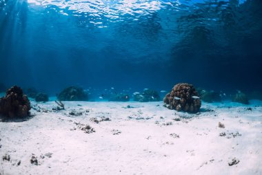 Hawaii 'de kum ve mercanlarla sualtı manzarası