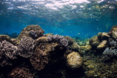 Mercanların, balıkların, kayaların ve güneş ışınlarının olduğu sualtı sahnesi. Tropik