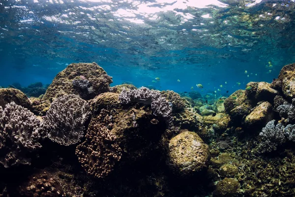 Scène sous-marine avec coraux, poissons, rochers et rayons du soleil. Tropical — Photo