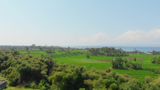 Rice Fields Bali Aerial View Rice Farm Ocean — Stock Video