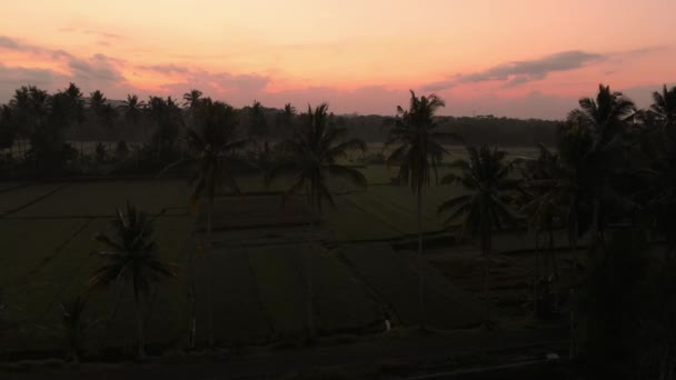 Bali Güneşin Doğuşunda Veya Batışında Manzaralı Pirinç Teraslı Hava Manzarası — Stok video