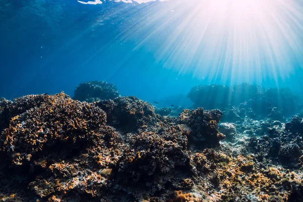 Unterwasserszene mit Korallen, Felsen und Sonnenstrahlen. Blick auf den Tropen — Stockfoto