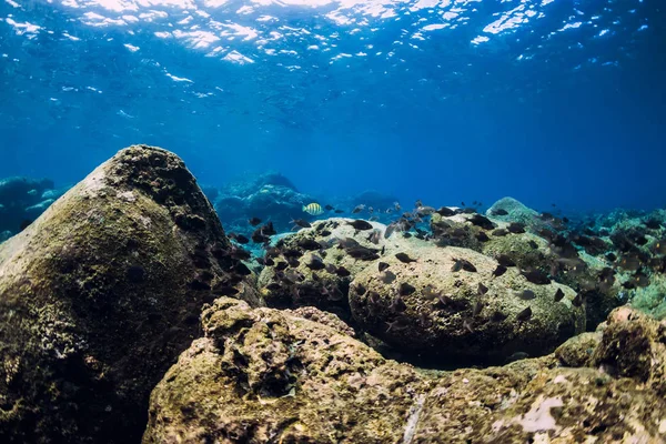 Cena subaquática com pedras no fundo e peixes tropicais . — Fotografia de Stock