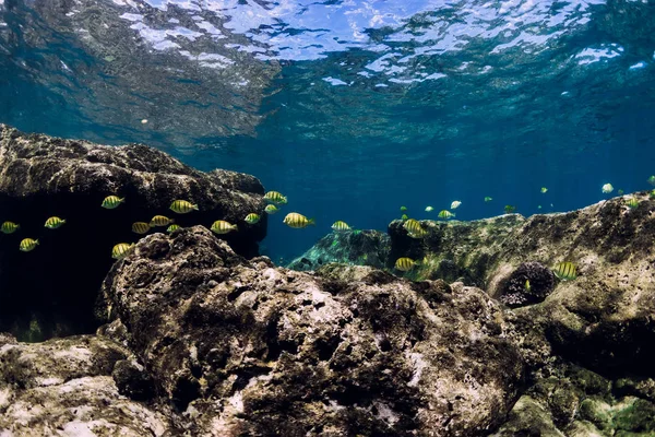 Escena submarina con piedras en el fondo y peces tropicales . — Foto de Stock