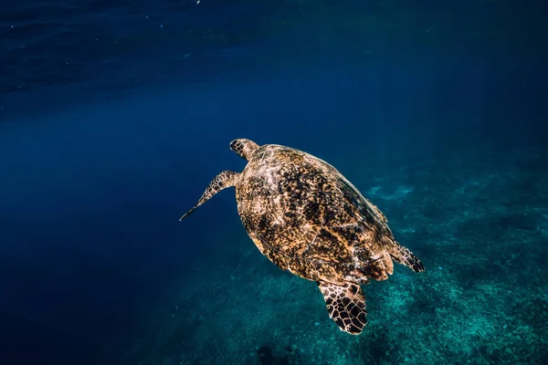 Sea Turtle Glides Ocean Beautiful Green Sea Turtle Underwater — Stock Photo, Image