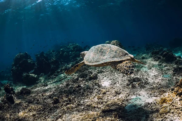 Tartaruga Marinha Desliza Oceano Vista Subaquática Com Tartarugas — Fotografia de Stock