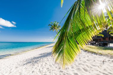 Beyaz kumlu, güneşli ve sakin okyanuslu lüks Palm Beach. Tropik