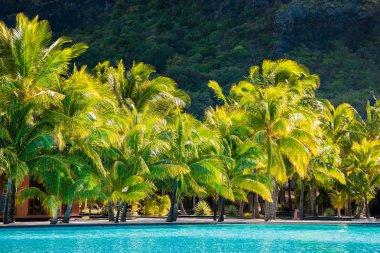Hindistan cevizi palmiyeleri ve yüzme havuzu olan lüks bir tatil köyü. Tropica