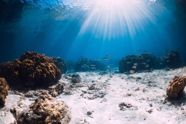 Mercanlar, kum ve güneş ışınlarıyla sualtı manzarası. Tropikal deniz