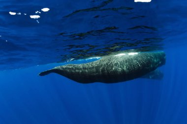 Amazing sperm whales swimming near Mauritius. clipart