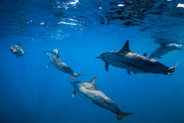 Delfines hilanderos nadando en el océano Índico en Mauricio — Foto de Stock