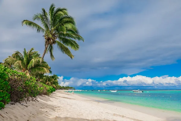 Okyanusu ve hindistan cevizi palmiyeleri olan tropik lüks plaj. — Stok fotoğraf