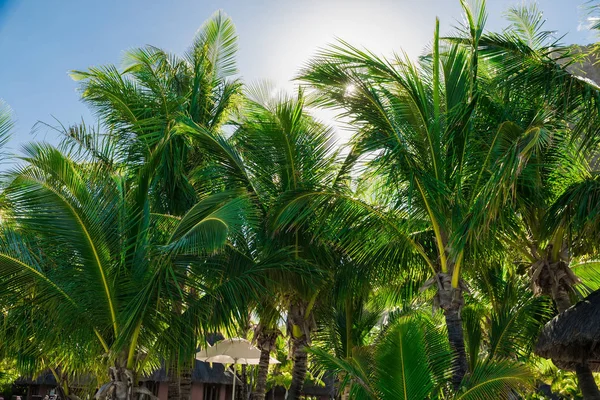 Vista del resort tropical con palmeras y cielo — Foto de Stock