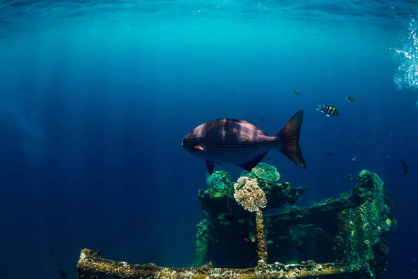 Bellissimo mondo subacqueo con pesci tropicali e coralli a shi — Foto Stock