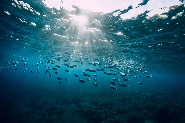 Víz alatti kilátás iskolás hallal az óceánban. Tengeri élet nyugalomban — Stock Fotó