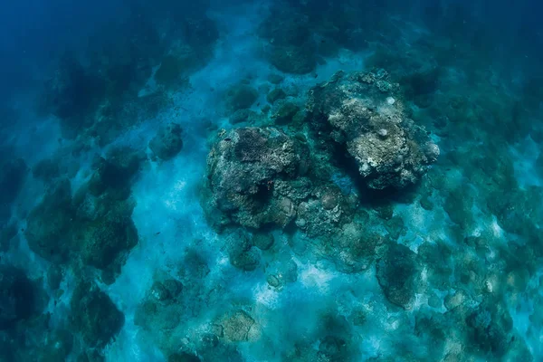 珊瑚在水下不停地穿梭。 蓝色海 — 图库照片