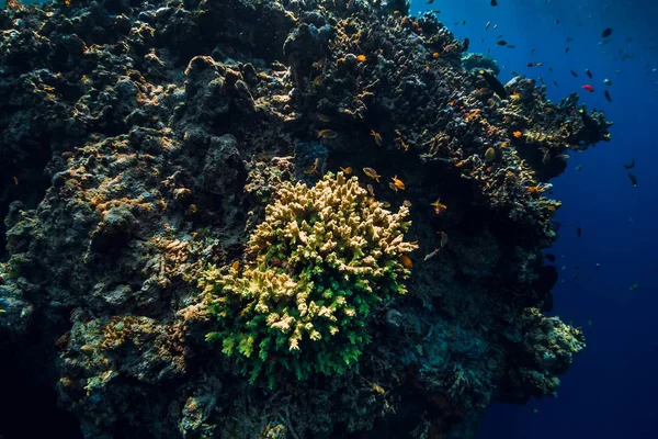 Rochas subaquáticas com corais e peixes em oceano azul transparente . — Fotografia de Stock